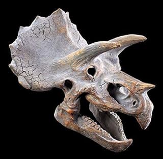 Cabeza fósil para pared de triceratops