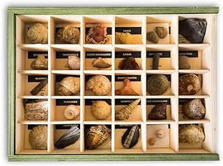 Caja set de fósiles reales variados