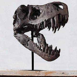 Cabeza fósil de tiranosaurio rex decorativo con peana