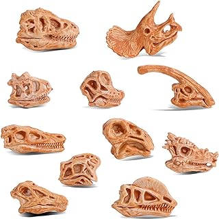 Cabezas decorativas de fósiles de dinosaurio varias especies