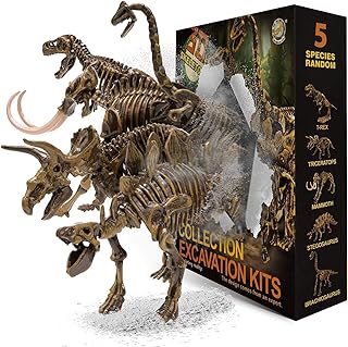 Set de maquetas de fósiles de varias especies de dinosaurios