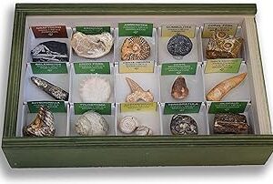 Caja juego de fosiles autenticos variados